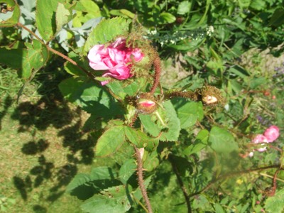 Rosa_centifolia_muscosa.jpg