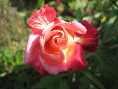 IMG_4842_Small.JPG