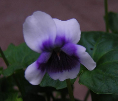 Viola_hederacea_1.jpg