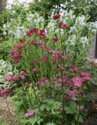 Astrantia09.jpg