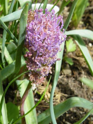 Fritillaria_sp.jpg