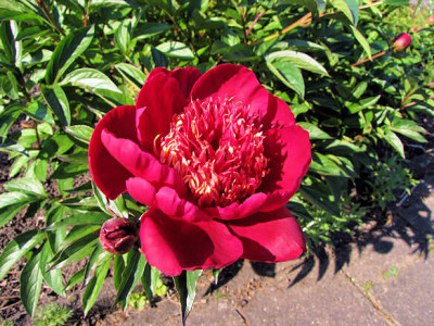 IMG_0723_Ha_ai.jpg