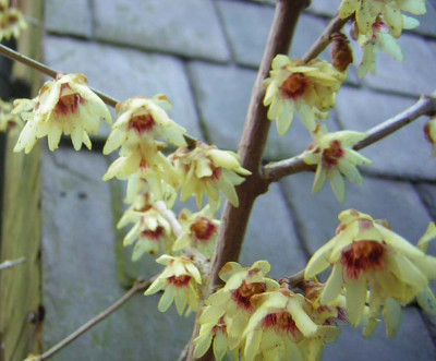 77Chimonanthus_praecox4.jpg