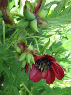 Paeonia_delavayi_05972.jpg