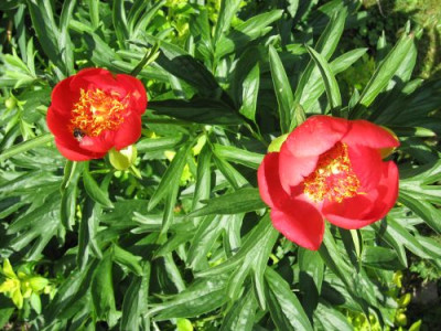 Paeonia_peregina_06181.jpg