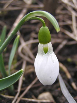 galanthus_the_second.jpg
