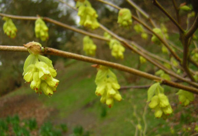 77Corylopsis_coreana.jpg