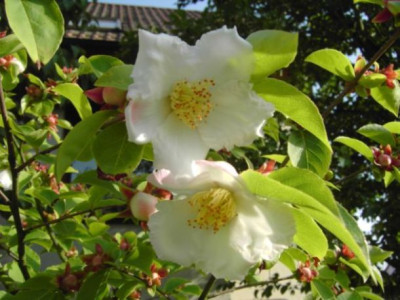 Stewartia_pseudocamellia_aufgebluht.jpg