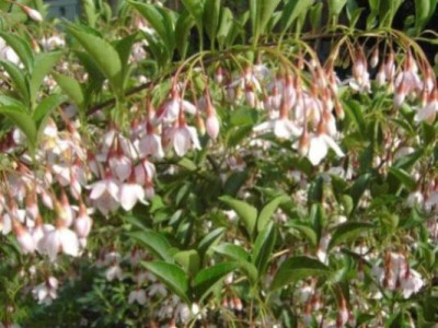Styrax_japonicum_Pink_Chimes.jpg