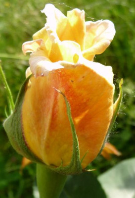 Jactan_05_09_03.JPG