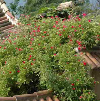 DSC_2448thurnsteinrose.jpg