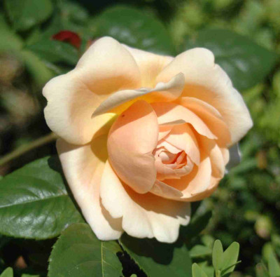 A9267a.JPG