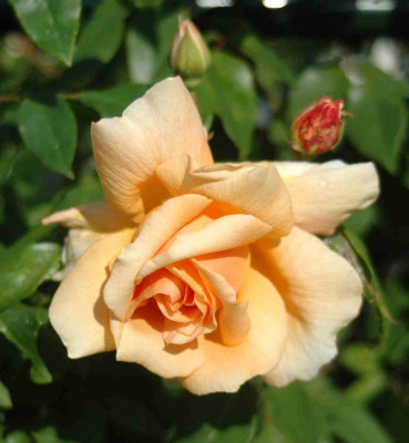 A9259b.JPG