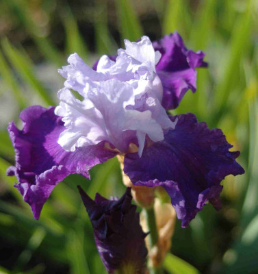 A9250a.JPG