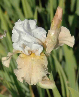 A9252a.JPG