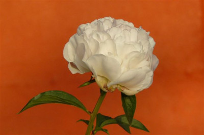 24.05.2009.61.JPG
