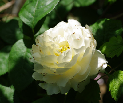 IMGP2348.jpg