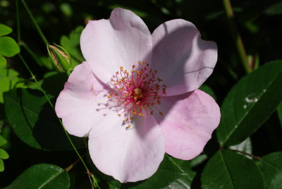 IMGP2378.jpg