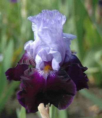 A8957b.JPG