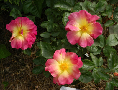 Reveil_Dijonnais_0010___K_47466.jpg