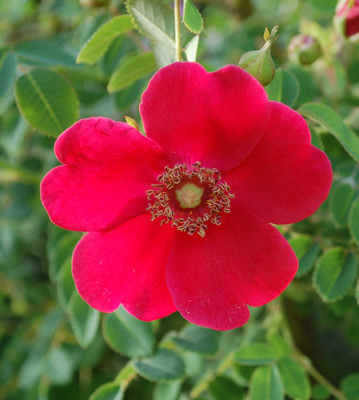 Geranium_0010__47500.jpg