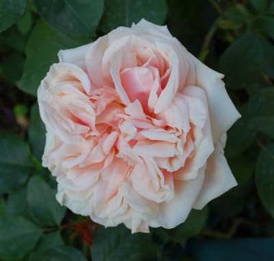 Gloire_de_Dijon_0010__47264.jpg