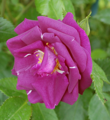 Rhapsody_in_Blue_0010__7625.jpg