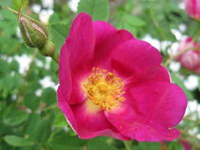 osa_Single_Red_Scotch__05191.jpg