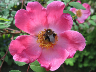 Rosa_Highdowniensis_05841.jpg