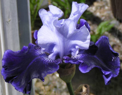 Iris_barbata_world_premier_640.jpg