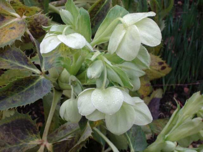 argutifolius2.jpg