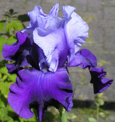 Iris-barbata_mystique_640.jpg