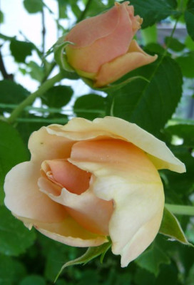 CC_05_09_07.JPG