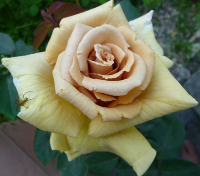 Jactan_05_09_04.JPG
