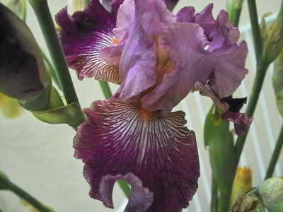 k-Juris_Purple_Dream_1.jpg