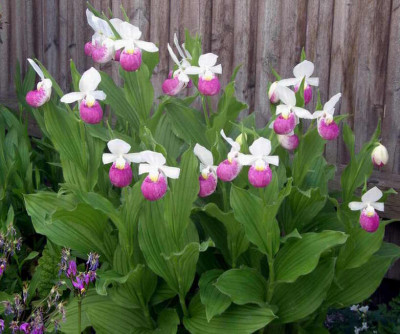 Cypripedium_reginae_2009-05-25.JPG