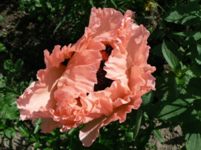 klatschmohn001.jpg