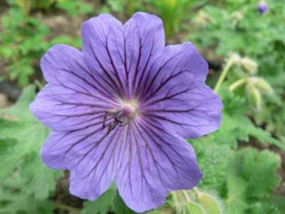 geranium_magn..jpg