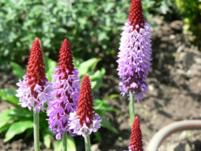 primula_vialii.jpg