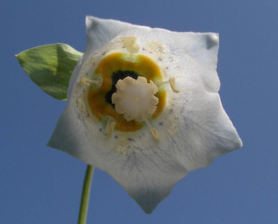 Codonopsis_clematidea_2009-05-25.JPG