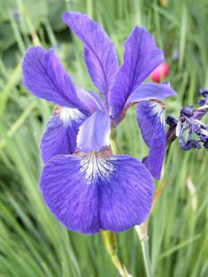 Iris_pallida1a.jpg