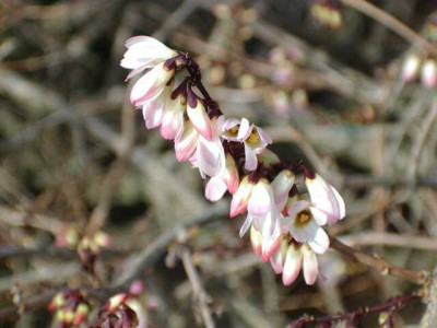 abeliophyllum.jpg