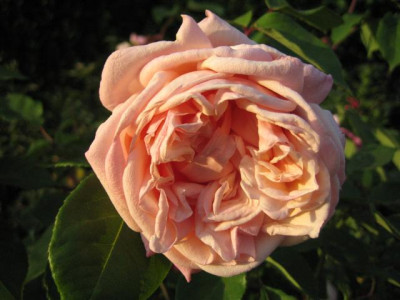 IMG_4848_Small.JPG