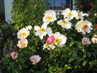 IMG_4852_Small.JPG
