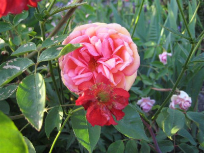 IMG_4854_Small.JPG