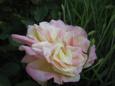 IMG_4859_Small.JPG