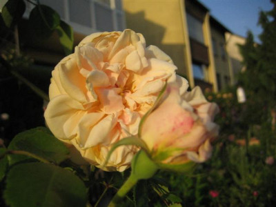 IMG_4863_Small.JPG