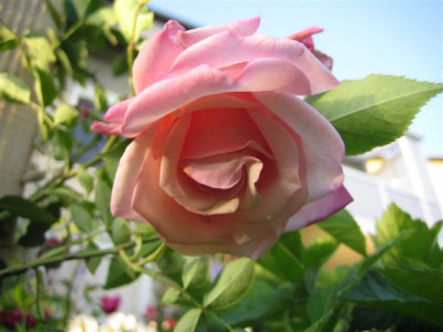 IMG_4868_Small.JPG