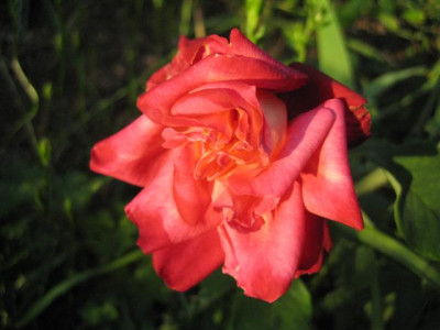 IMG_4871_Small.JPG