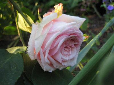 IMG_4882_Small.JPG